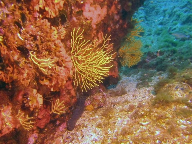  Unique discoveries in 20,000 places under the sea 